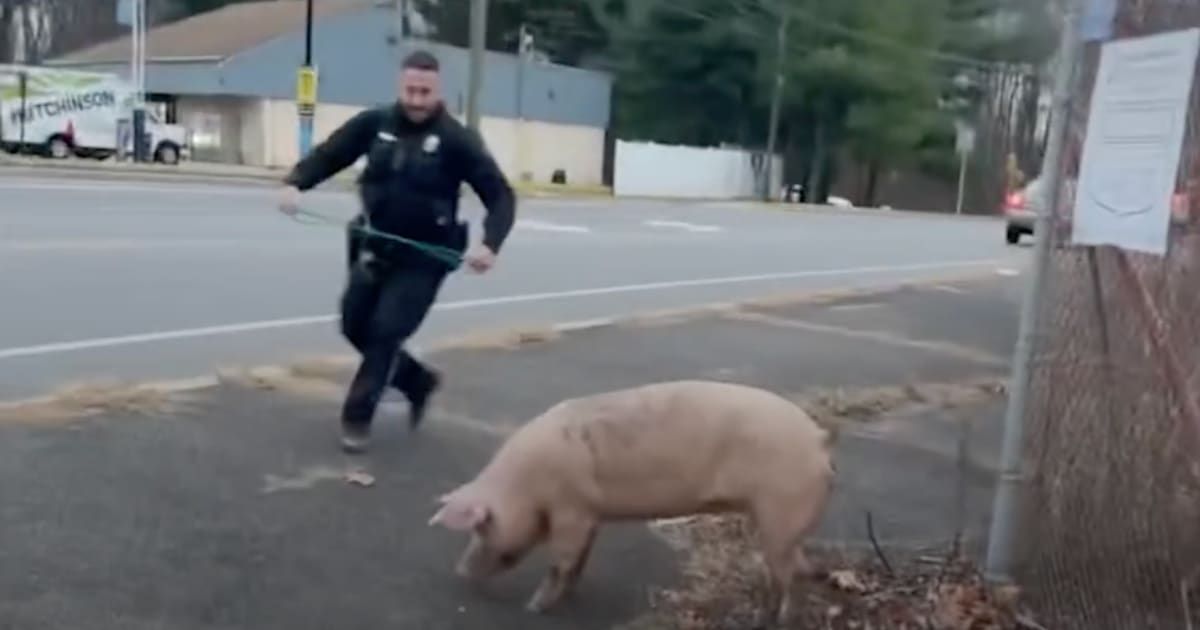 Video recorded by police shows the pig darting back and forth, deftly escaping the cops' multiple attempts to throw a lasso around his neck or body (Deptford Township Police Department/Facebook)
