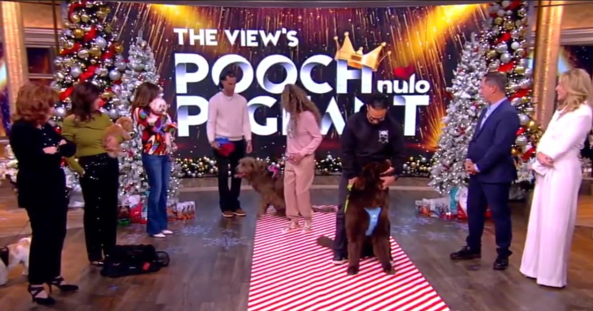 Sonny Hostin brought her two Newfoundlands named Phineas and Harlow Pearl Hostin to 'The View's Pooch Pageant (The View/X)
