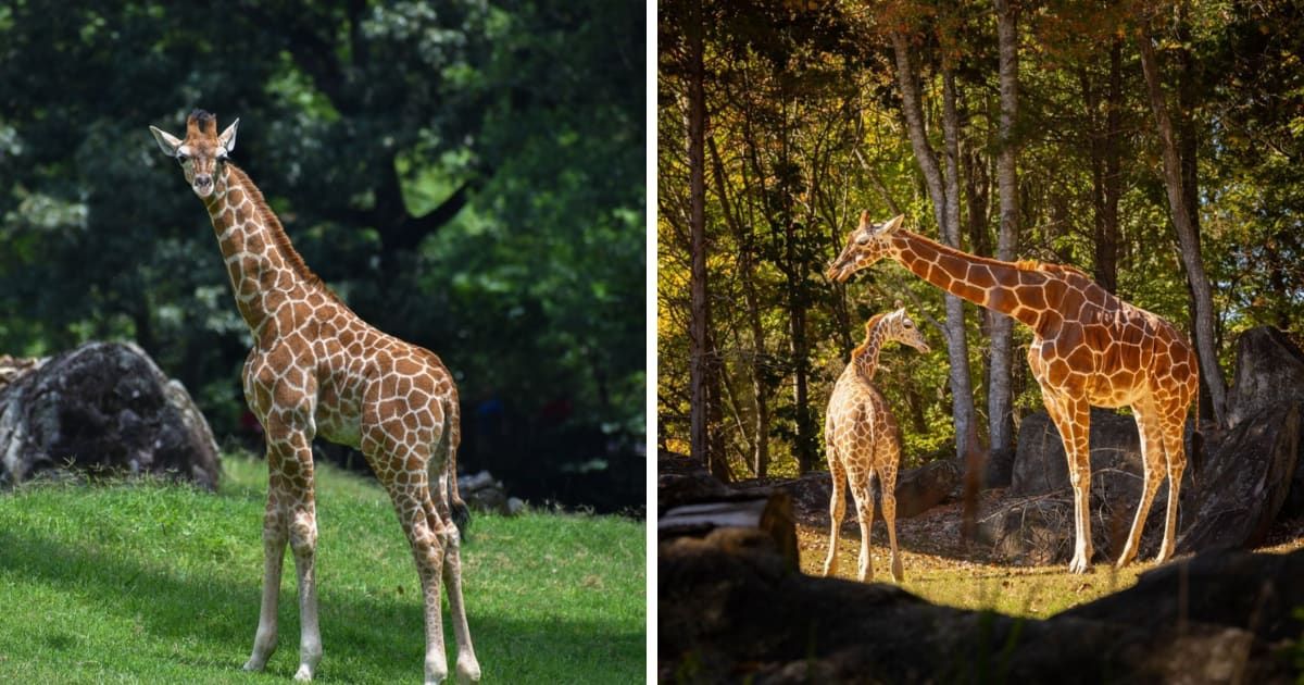 Baby giraffe Fenn sustained fatal injuries after being unexpectedly startled by another giraffe and hitting his head on a metal gate (@nczoo/Instagram)