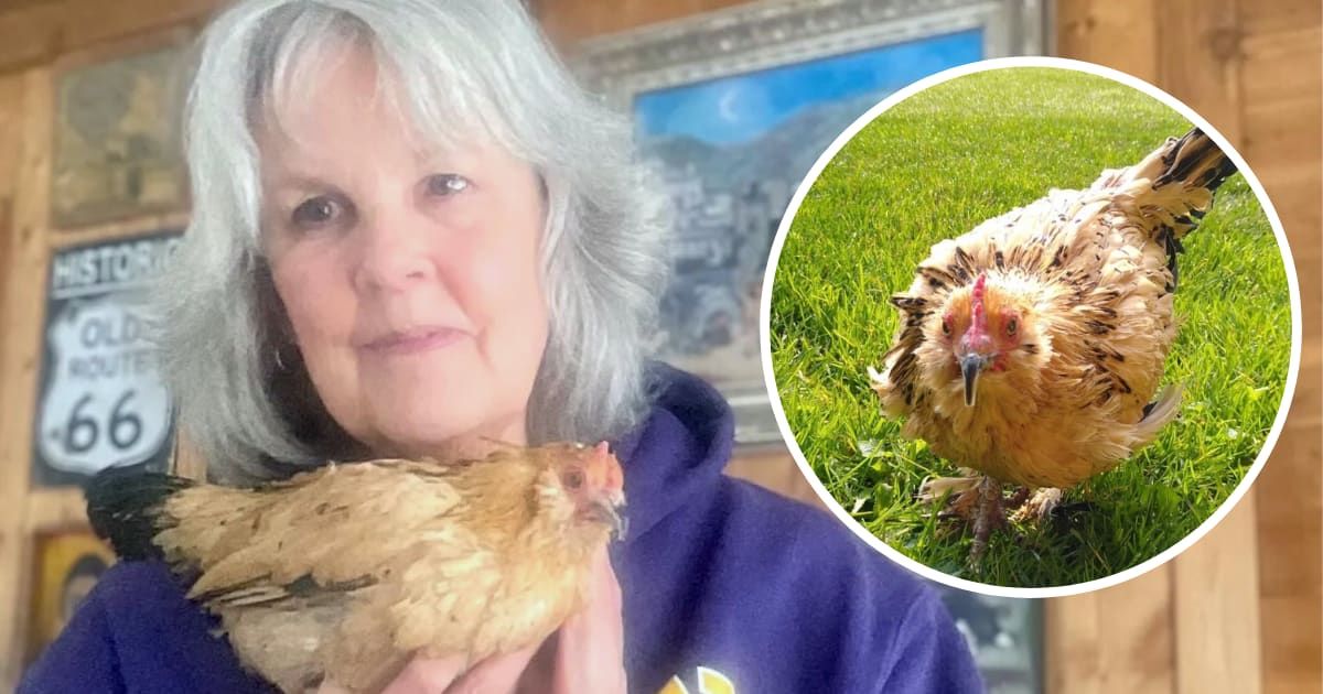 Peanut, world oldest chicken, died in her owner's arms on Christmas Eve (Marsi Parker Darwin)
