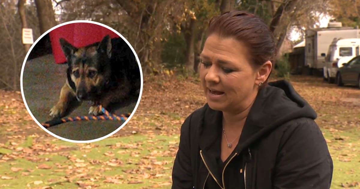 Catherine DeFazio: California woman thought she was helping German Shepherd before being led to body of its dead owner