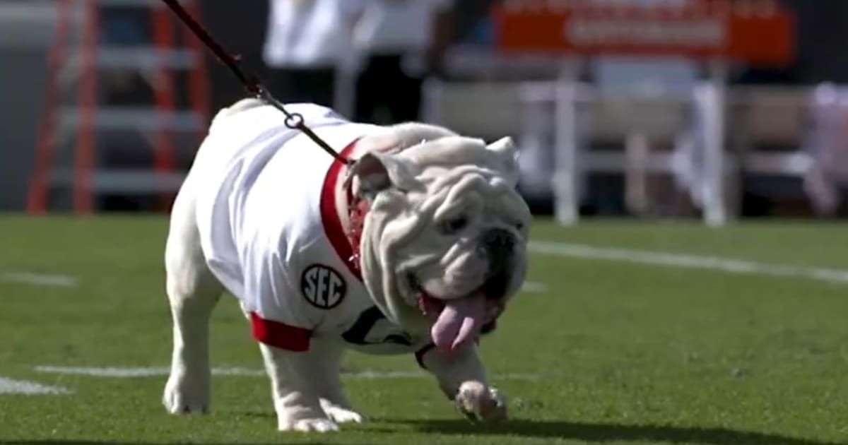 #RIPQue trends after former UGA mascot Que dies (GeorgiaBulldogs/X)
