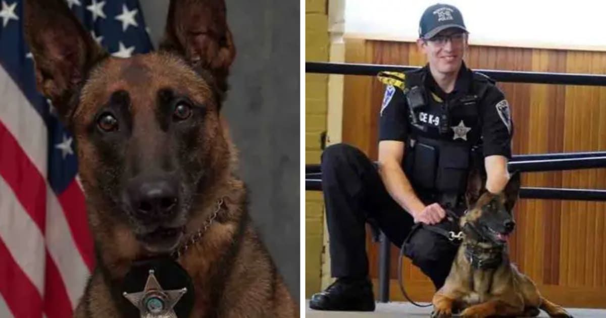 When Nyx and her handler Officer Vargas tried to stop Malik Trotter, the suspect fled and jumped a fence (Rockford Police Department)