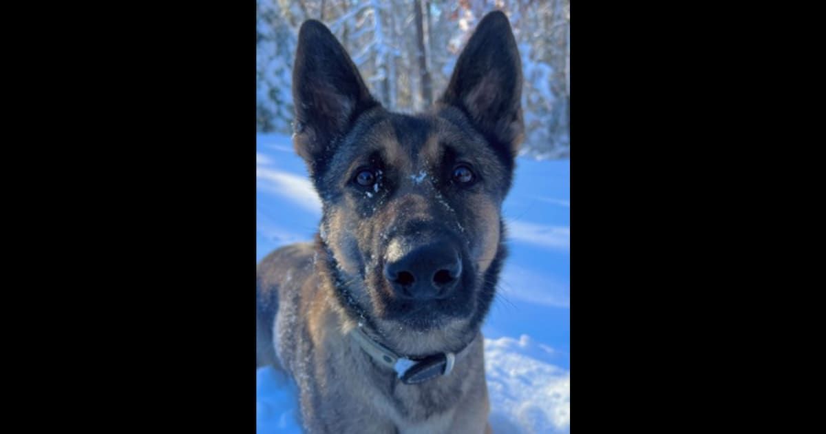 'Great work': Internet hails police K9 Biza for helping team locate 12-year-old missing child after following scent for 2 miles