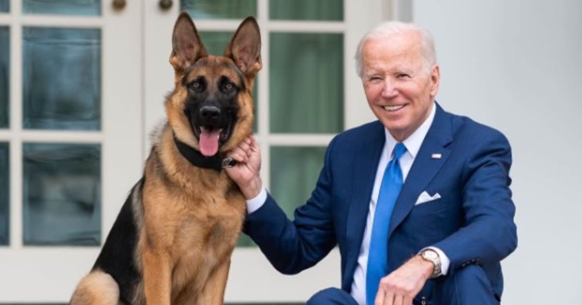 Joe Biden's dog Commander has bit and attacked several USSS members in 24 different incidents (Instagram/POTUS)