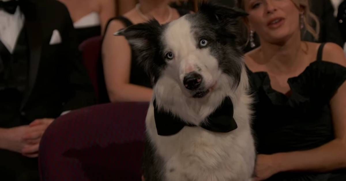 Messi the dog stole the spotlight donning a bowtie at Oscars 2024 (Jimmy Kimmel Live/ YouTube)