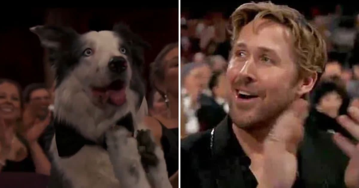 ‘He deserves the world’: Internet amused to see Ryan Gosling’s reaction as he spots ‘Anatomy of a Fall’ dog Messi ‘clap’ during Oscars