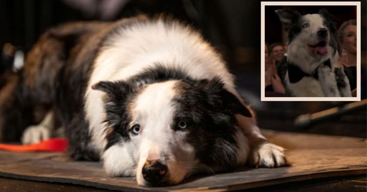 Messi the dog was seen clapping at the 2024 Oscars (Amanda Edwards/Getty Images/@SpencerAlthouse/X)