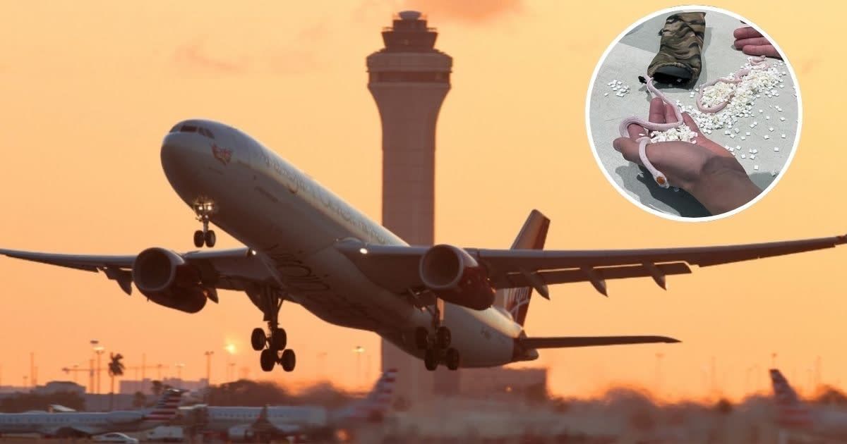 ‘What is wrong with people’: Internet aghast as TSA finds bag of snakes hidden inside passenger’s pants at Miami International Airport