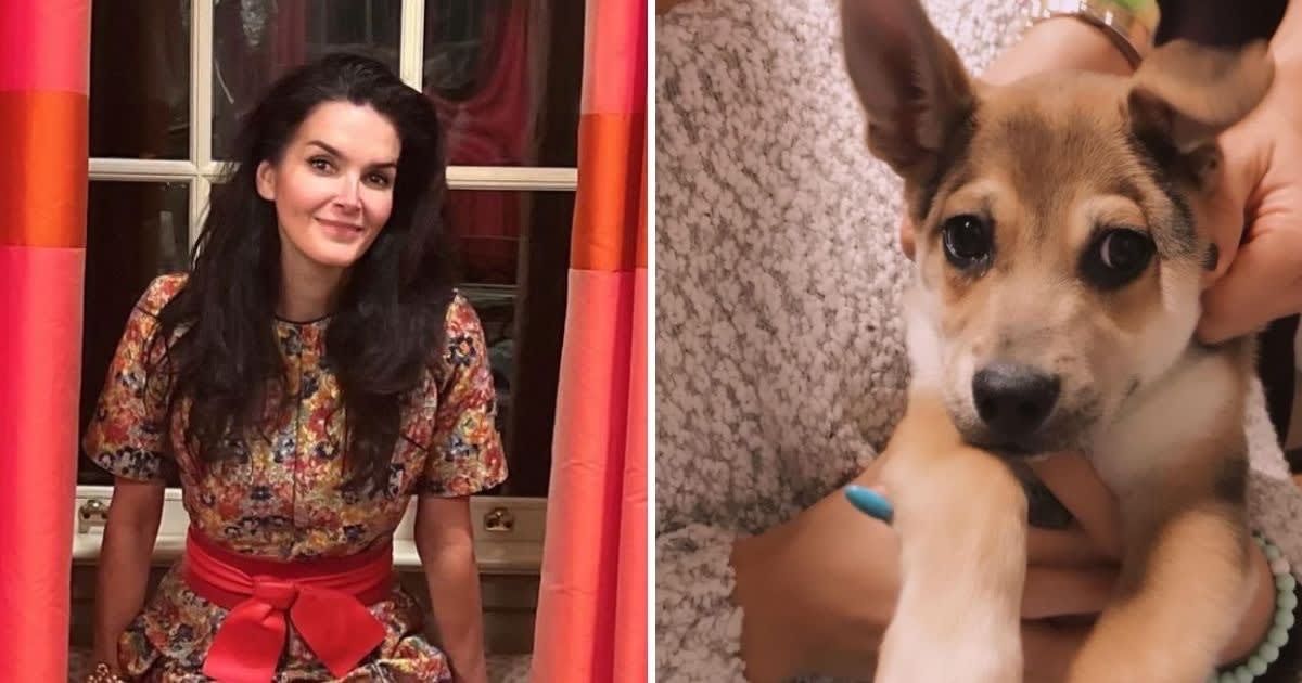 Angie Harmon sued Instacart and its delivery driver after her dog, Oliver, was killed during parcel delivery in March (@angieharmon/Instagram)