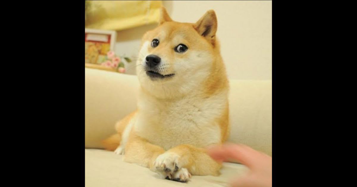 Kabosu, the Japanese dog famous for the inspiration behind the 'doge' meme, died on May 24, 2024 (Kabochan blog/Atsuko Sato)