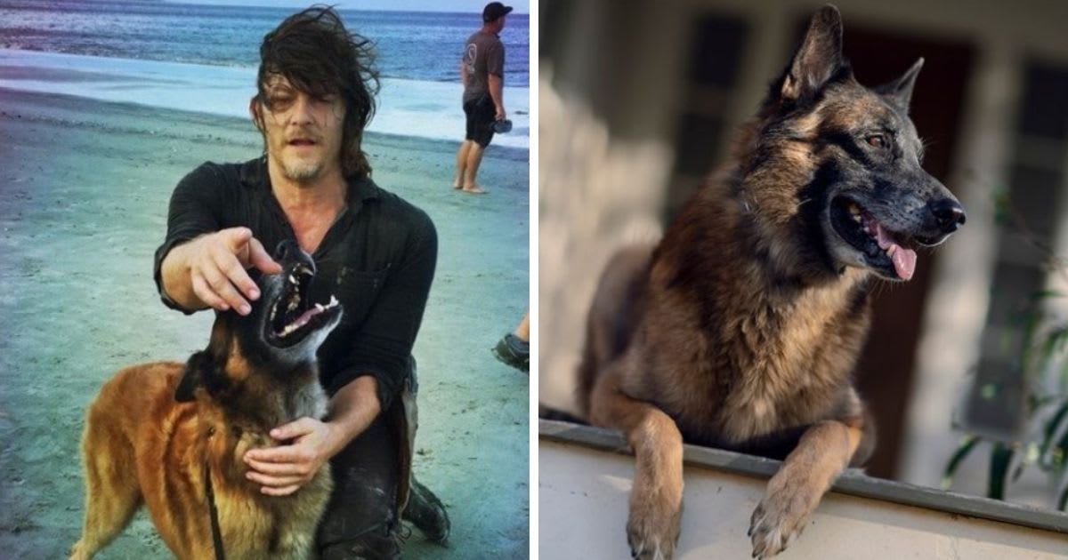Norman Reedus paid tribute to late 'Walking Dead' co-star Seven who appeared as the Dog (Instagram/@amcthewalkingdead and @bigbaldhead)