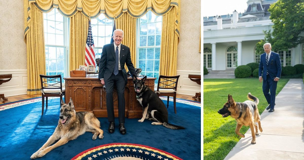 President Joe Biden with his dogs Champ, Major and Commander (R) (White House)