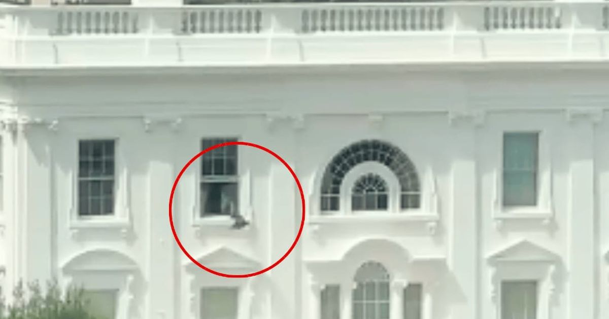 Trash bag tossed from White House window sparks wild conspiracy theories: ‘Epstein files or body parts?’