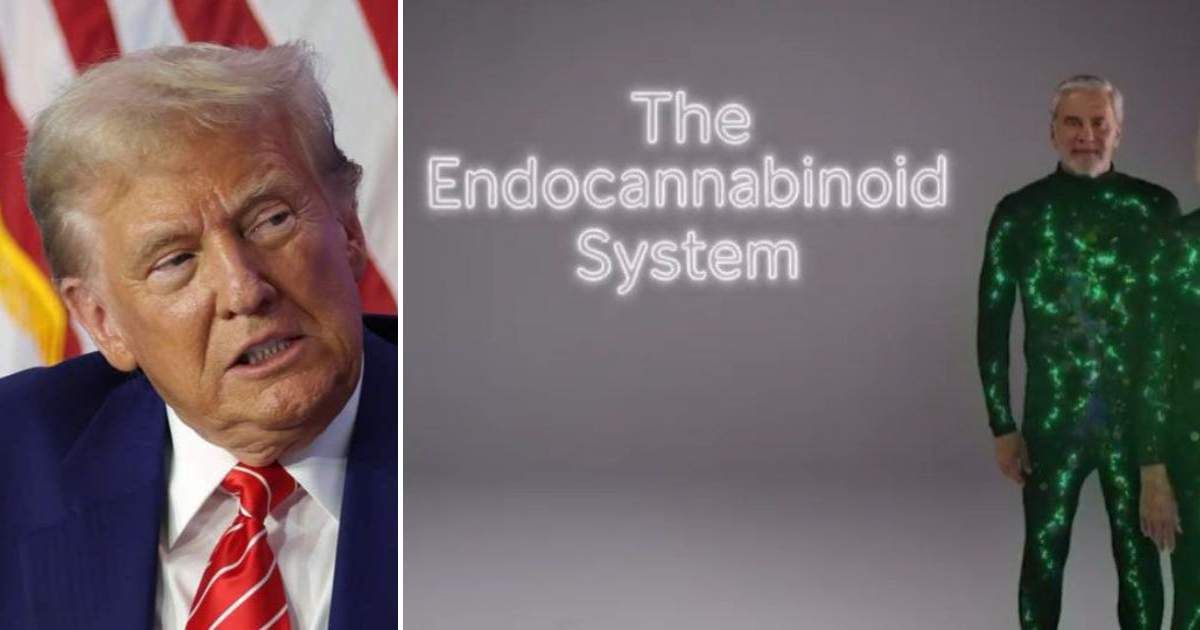 The video, posted on Donald Trump’s social media, was made by The Commonwealth Project, a Massachusetts group promoting medical cannabis for seniors (Getty Images/X)