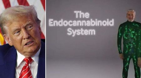 Trump, 79, encourages seniors to use CBD amid growing speculation about his own health