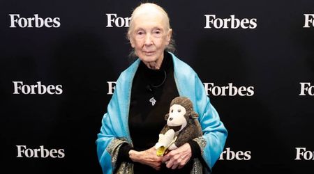 Tributes pour in after chimpanzee expert Jane Goodall dies at 91: ‘Angel on earth’