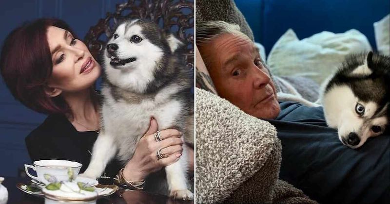 Sharon Osbourne mourns loss of beloved husky Elvis just weeks after husband Ozzy’s death