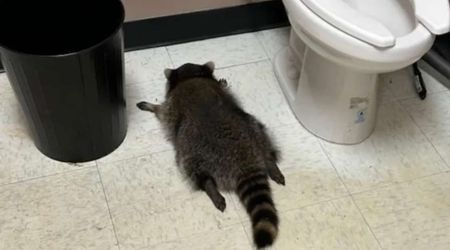 Drunk raccoon causes chaos at liquor store before passing out in bathroom: Officials