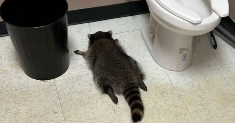 Drunk raccoon causes chaos at liquor store before passing out in bathroom: Officials