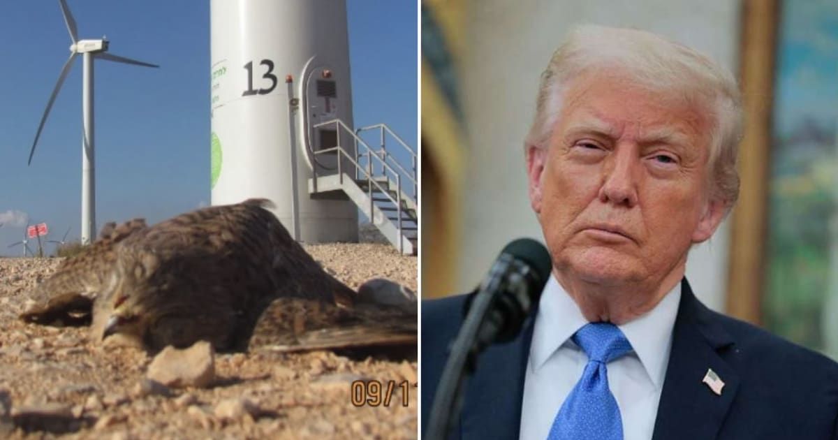Donald Trump shared a photo on Social Truth showing a dead bird, claiming it was a bald eagle killed by a windmill (@realDonaldTrump/Truth Social)