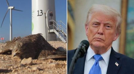 Trump shares photo of dead falcon, blames windmills are killing 'our beautiful bald eagles'