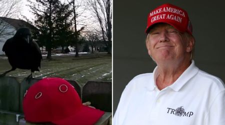 Crows trained to target red MAGA hats in unusual protest experiment against Trump