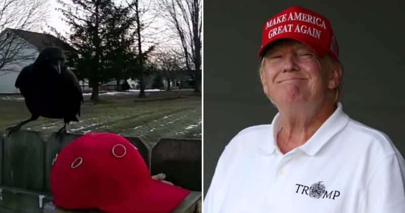 Crows trained to target red MAGA hats in unusual protest experiment against Trump