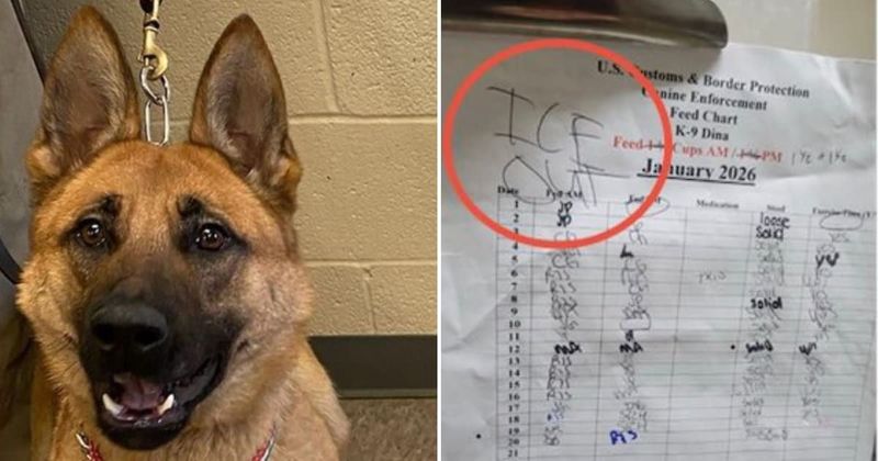 Federal officials allege anti-ICE protesters targeted dogs after Minneapolis kennel incident