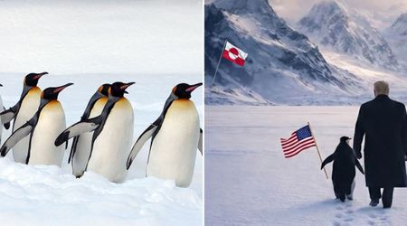 Fact Check : Are there penguins in Greenland as seen in White House's social media post?
