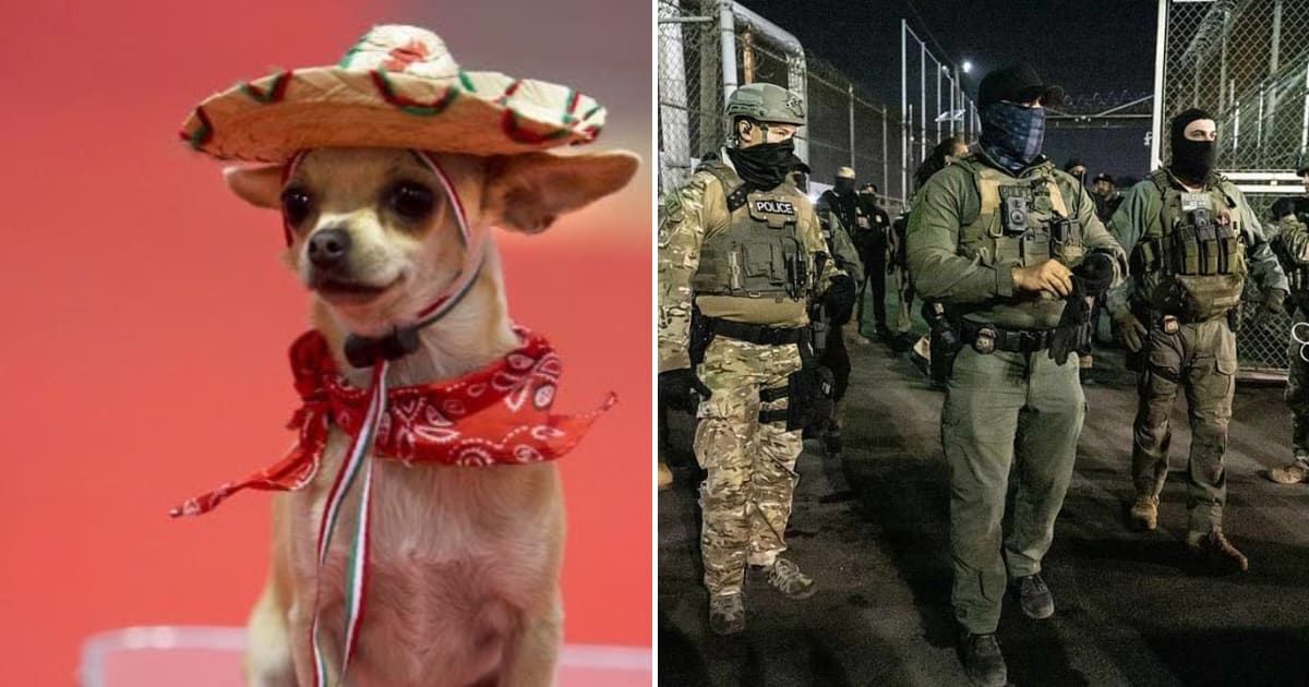 A viral social media claim suggested that Immigration and Customs Enforcement (ICE) had detained a Chihuahua named Pedro (@HoopsCrave/X, Getty Images)