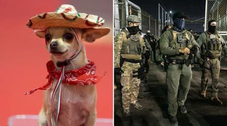 Fact Check: Did ICE detain a Chihuahua named Pedro in Minneapolis?