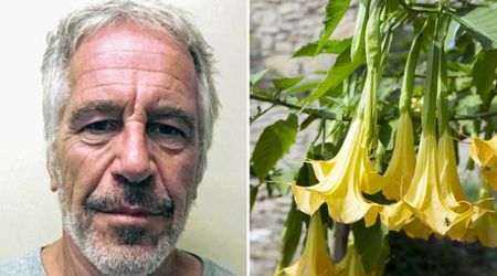 Epstein email mentions 'toxic' Angel's Trumpet plant that allegedly turns humans into 'zombies'