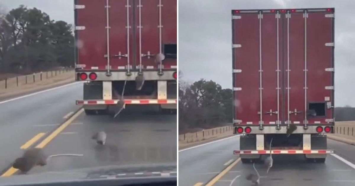 A viral video circulating on social media has sparked concern by claiming to show rats being deliberately released to spread Hantavirus (@TrueOnX/X)