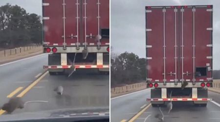 Fact Check: Is video of rats jumping from truck to spread Hantavirus real?