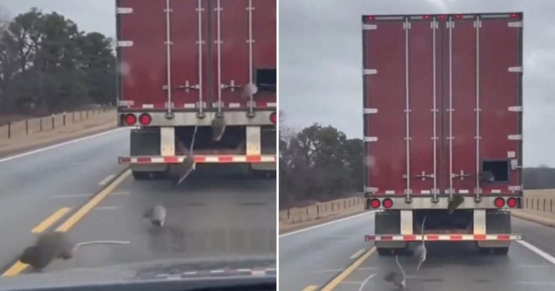 Fact Check: Is video of rats jumping from truck to spread Hantavirus real?