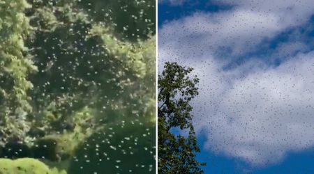 ‘Bee tornado’ swarms White House lawn after Melania Trump expands executive mansion honey program