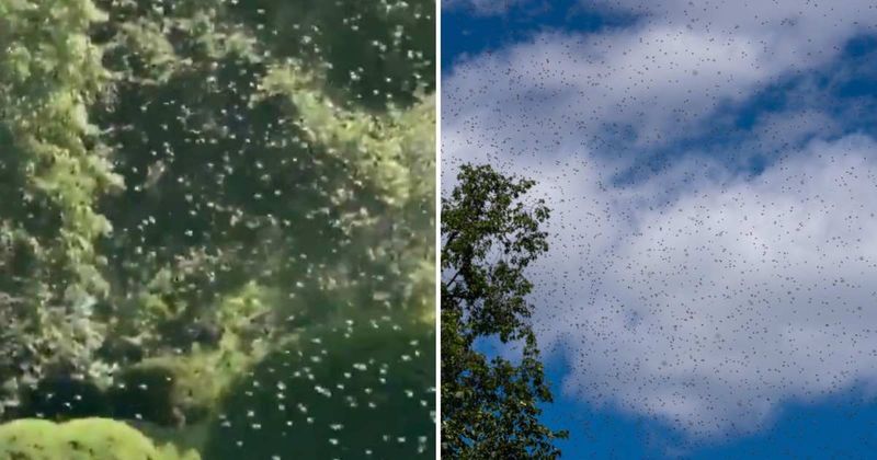 ‘Bee tornado’ swarms White House lawn after Melania Trump expands executive mansion honey program