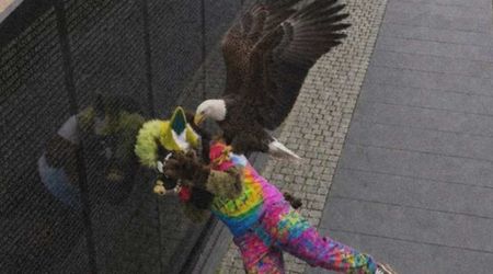 Fact Check: Did eagle attack man in furry costume for defiling veterans’ memorial?
