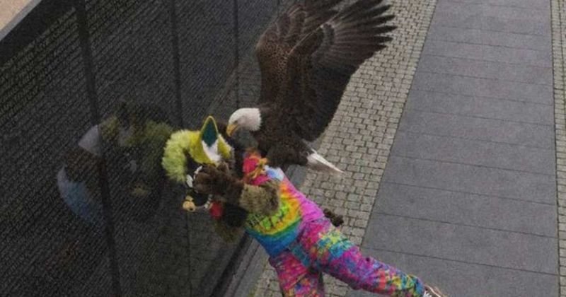 Fact Check: Did eagle attack man in furry costume for defiling veterans’ memorial?