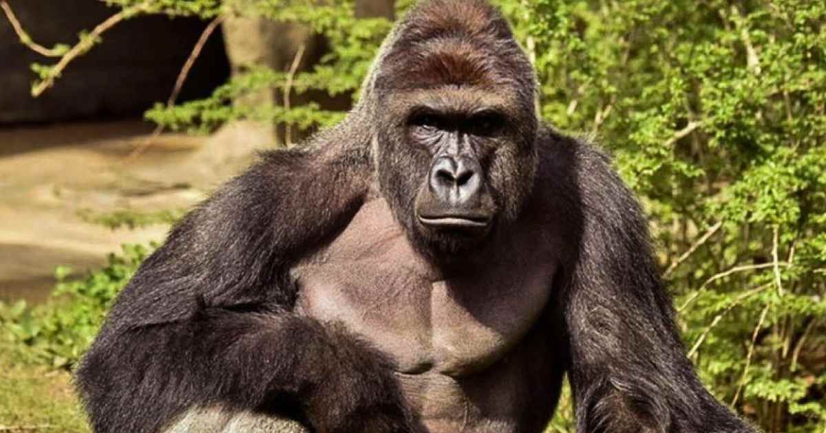 The White House marked what would have been Harambe’s 27th birthday on Thursday with an eyebrow-raising tribute to the legendary gorilla who died in 2016 (The White House)