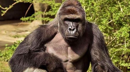 White House remembers Harambe on what would've been his 27th birthday: ‘Forever in our hearts’