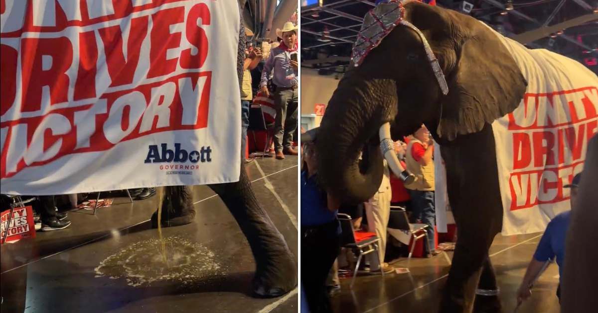 An African elephant named Paige made a surprise appearance during the 2026 Texas GOP convention on Friday, June 12 (@lmcgaughy/X)
