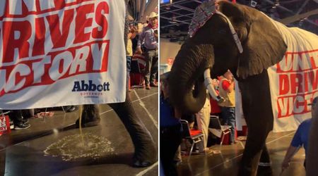 Texas GOP convention stunned as elephant urinates moments after Gov Greg Abbott's speech