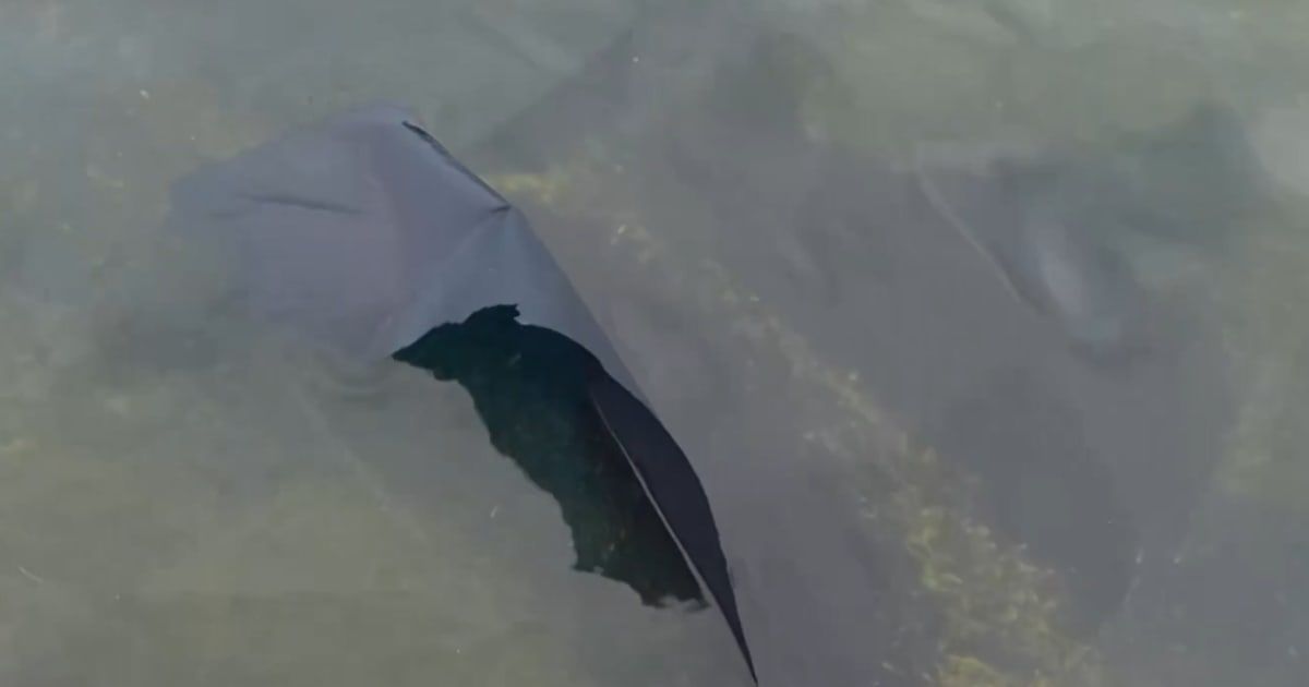 Fact Check: Is an Antifa algae attack behind peeling paint at Reflecting Pool after its $14M revamp?