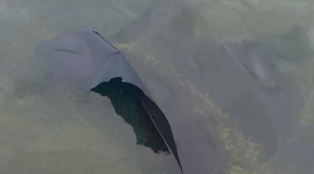 Fact Check: Is an Antifa algae attack behind peeling paint at Reflecting Pool after its $14M revamp?
