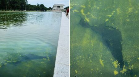 Trump's Reflecting Pool paint begins peeling as renovation costs climb to $14.7M