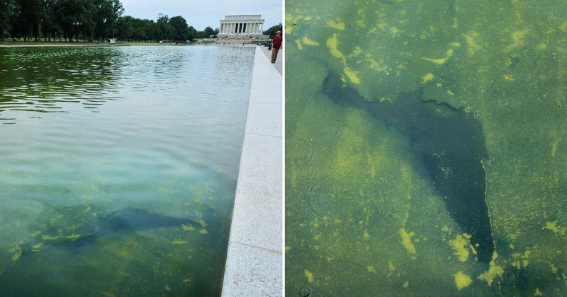 Trump's Reflecting Pool paint begins peeling as renovation costs climb to $14.7M