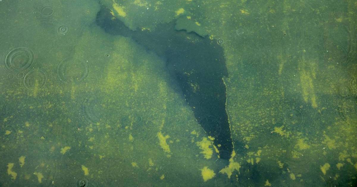 Seen through algae-laden green water, a tear in the recently applied sealant can be seen on the bottom of the Lincoln Memorial Reflecting Pool on June 18, 2026 in Washington, DC (Getty Images)