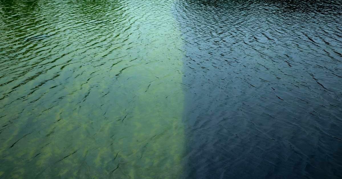 National Park Service crews had removed green algae from the Lincoln Memorial Reflecting Pool during maintenance work in Washington, DC  (Getty Images)